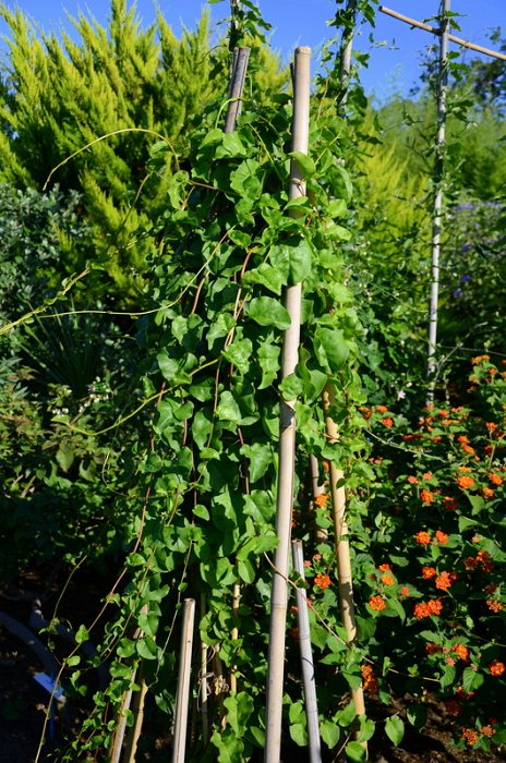 Anredera baselloides= Boussingaultia